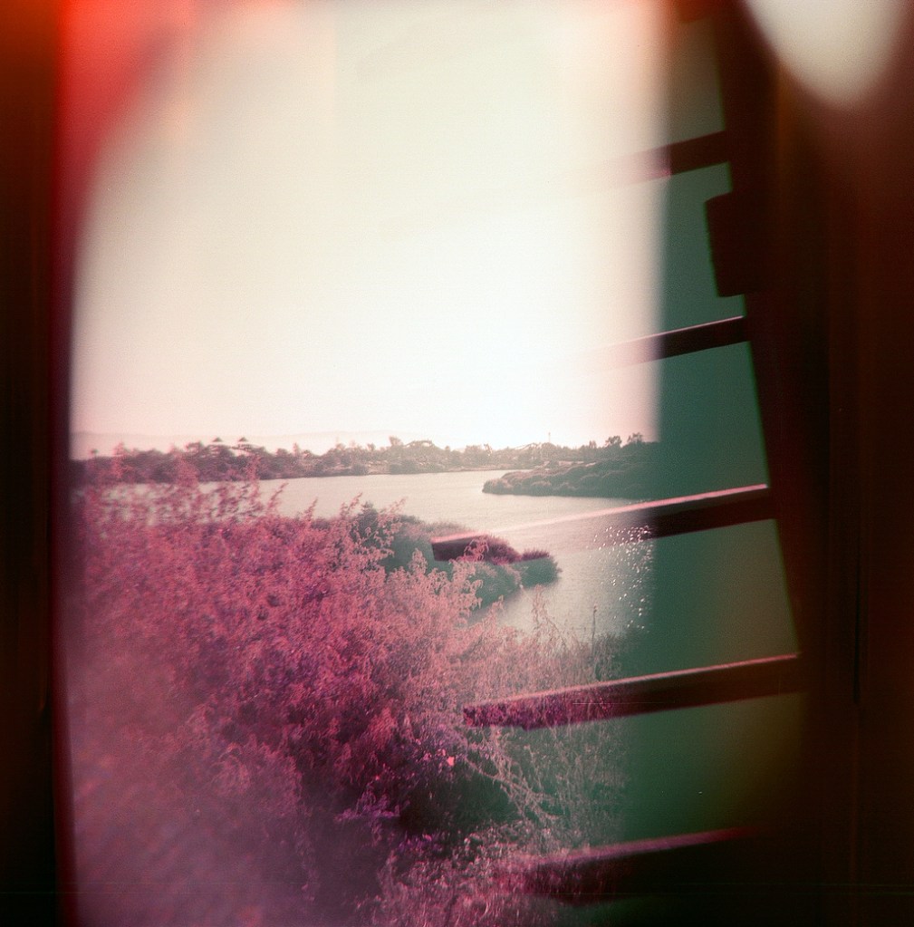 Two blue and purple hued photographs overlap with one another. On the right site is the top of a gazebo at Lake Cunningham. Slats of wood jut out to the left. The right side of the image shows the lake in the background, trees lining its shores and the foliage of a particularly busy tree sits in the foreground, it is a dark pink color. The edges of the image are dark red to black.