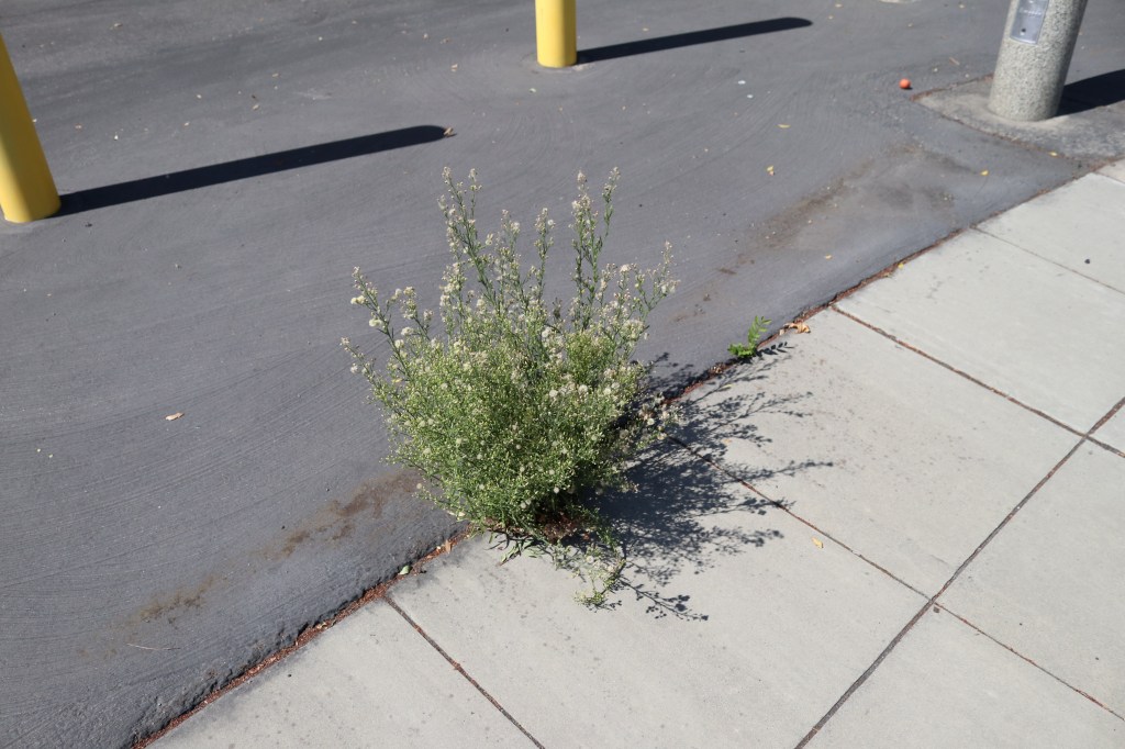 a green busy weed with white flowers has bloomed between the blacktop of the Public Storage and the sidewalk.  Behind the weed are yellow polls that keep drivers from using this as an entrance.  The sidewalk is cut into squares and the weed has a noon shadow to its right.