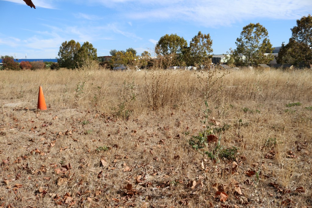 the photograph is 3/4 full of "ground zero" of the triple site.  It is covered in mostly dead weeds and leaves.  A bright orange cone sits to the left, and the background is littered with fall trees. 