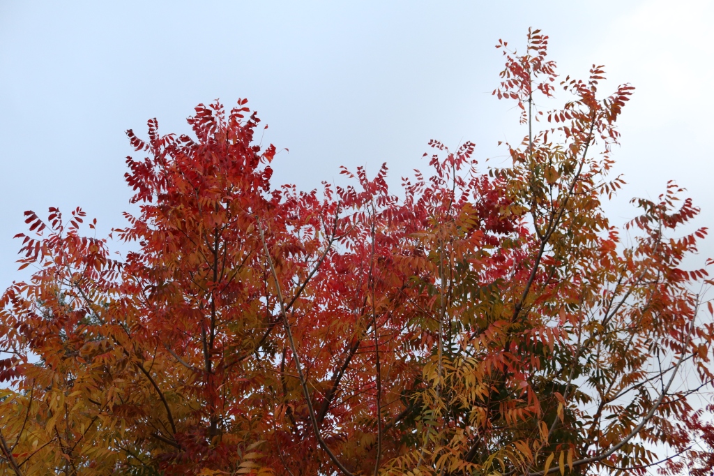 The top leaves of a tree sit against a bright blue sky.  The leaves are vibrant fall colors, reds, oranges, and some yellows toward the bottom. 